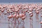 colonyof lesser flamingos